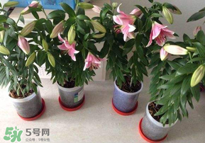 3月份可以種百合花嗎？百合幾月種植？