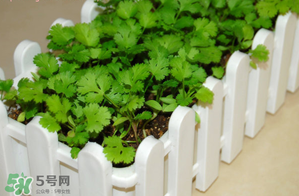 三月份可以種香菜嗎？香菜幾月份播種？