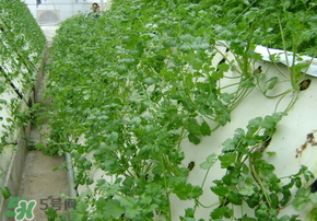 三月份可以種香菜嗎？香菜幾月份播種？