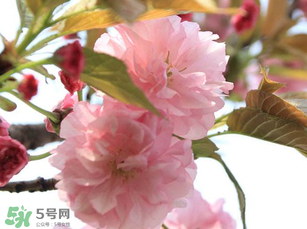 四月份還有櫻花嗎？四月份哪里有櫻花？