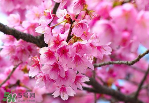 四月份還有櫻花嗎？四月份哪里有櫻花？