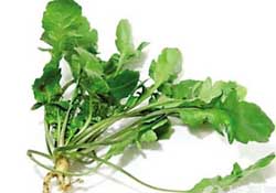 薺菜是什么菜？薺菜是什么野菜？