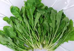 薺菜能和青菜一起吃嗎？薺菜和青菜一起吃好嗎？