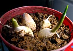 3月份可以種大蒜嗎？三月份種什么農(nóng)作物？