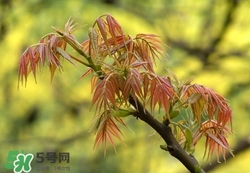 什么東西清火效果好？什么東西清火最快？
