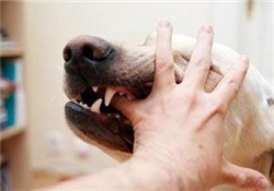 狂犬疫苗多少錢？狂犬疫苗價格？