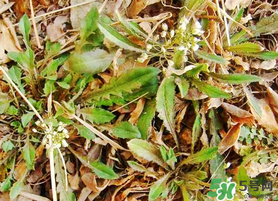 薺菜不能和什么一起吃？薺菜和什么相克？