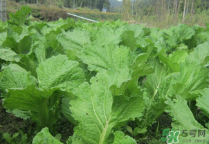 芥菜能和雞肉一起吃嗎？芥菜與雞肉同吃會中毒嗎？