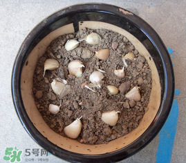 春天可以種大蒜嗎？春天什么時(shí)候種大蒜？