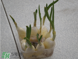 春天大蒜什么時(shí)候澆水？大蒜多久澆一次水？