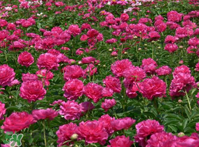 春天能種芍藥嗎？芍藥幾月種植？