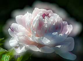 春天能種芍藥嗎？芍藥幾月種植？