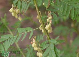 春天能吃黃芪嗎？春天吃黃芪好嗎？