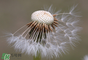 蒲公英多少錢一斤？蒲公英多少錢一克？