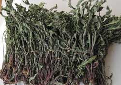 干的蒲公英多少錢一斤？蒲公英多少錢一斤干的？