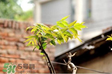 植樹節(jié)是幾月幾日？2017植樹節(jié)是哪一天？