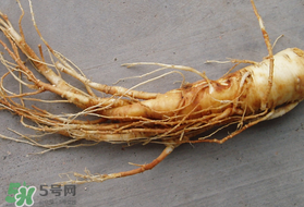 春天可以吃人參嗎？春季能進(jìn)補(bǔ)人參嗎？