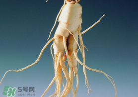 春天可以吃人參嗎？春季能進(jìn)補(bǔ)人參嗎？
