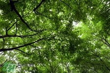 植樹(shù)節(jié)可以去哪里種樹(shù)？植樹(shù)節(jié)可以去哪里植樹(shù)？