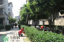植樹節(jié)是為了紀(jì)念誰？植樹節(jié)的由來和意義