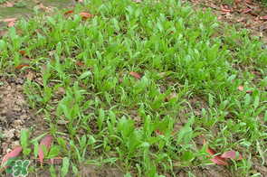 春天能種菠菜嗎？春天怎么種菠菜？
