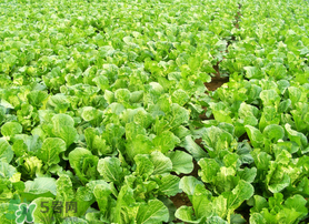 春天能種白菜嗎？春天白菜什么時(shí)間種植？