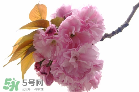 植樹節(jié)怎樣種樹？植樹節(jié)種植的方法及步驟