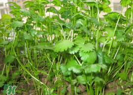 春天能種香菜嗎？香菜幾月份播種？