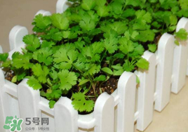 春天能種香菜嗎？香菜幾月份播種？