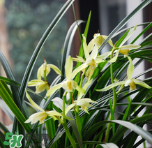 蘭花怎么養(yǎng)？蘭花怎么種？
