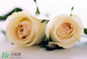 白色情人節(jié)送什么花？白色情人節(jié)送白玫瑰合適嗎？