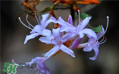 蘭花品種？蘭花有多少品種？