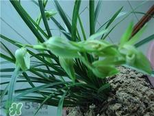 蘭花品種？蘭花有多少品種？