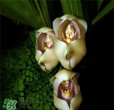 蘭花品種？蘭花有多少品種？
