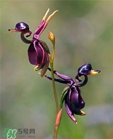 蘭花品種？蘭花有多少品種？