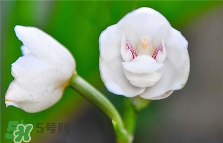 蘭花品種？蘭花有多少品種？