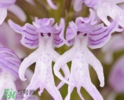 蘭花品種？蘭花有多少品種？