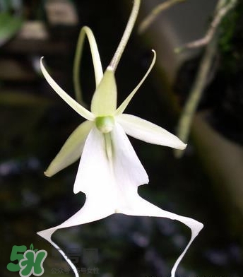 蘭花品種？蘭花有多少品種？