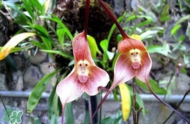 蘭花品種？蘭花有多少品種？