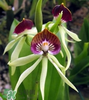 蘭花品種？蘭花有多少品種？