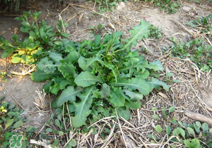 春天吃什么野菜好？春天吃什么野菜降血壓？