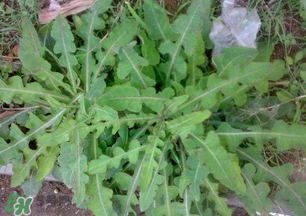春天吃什么野菜好？春天吃什么野菜降血壓？