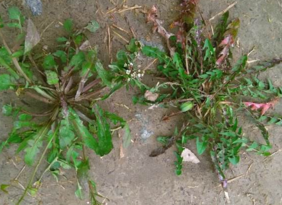 野生薺菜幾月份有？野生薺菜什么時(shí)候有？