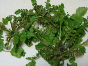 野生薺菜幾月份有？野生薺菜什么時(shí)候有？