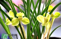 蘭花怎么養(yǎng)？蘭花怎么種？