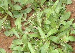 野生薺菜幾月份有？野生薺菜什么時(shí)候有？