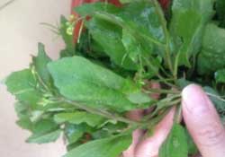 春天吃什么野菜好？春天吃什么野菜降血壓？