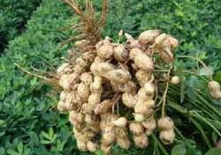 春天能種花生嗎？春天什么時候種花生？