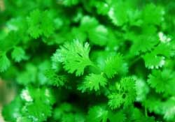 春天能種香菜嗎？香菜幾月份播種？