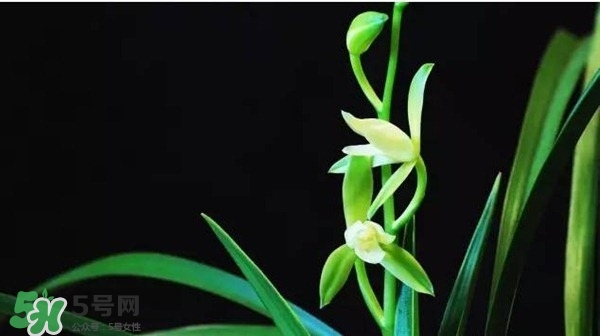 蘭花怎么養(yǎng)？蘭花怎么種？